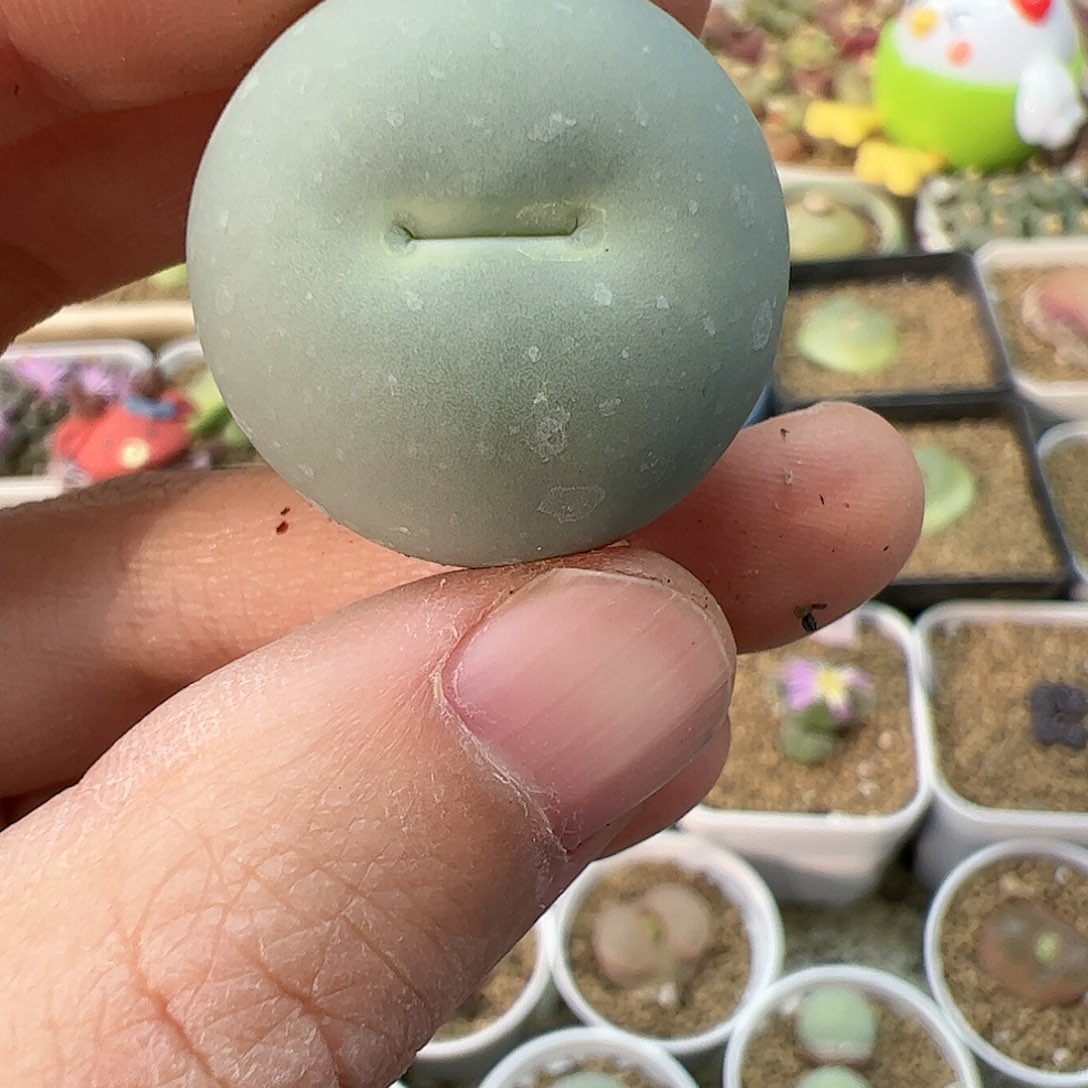 【闪购商品】151 双12福利限量