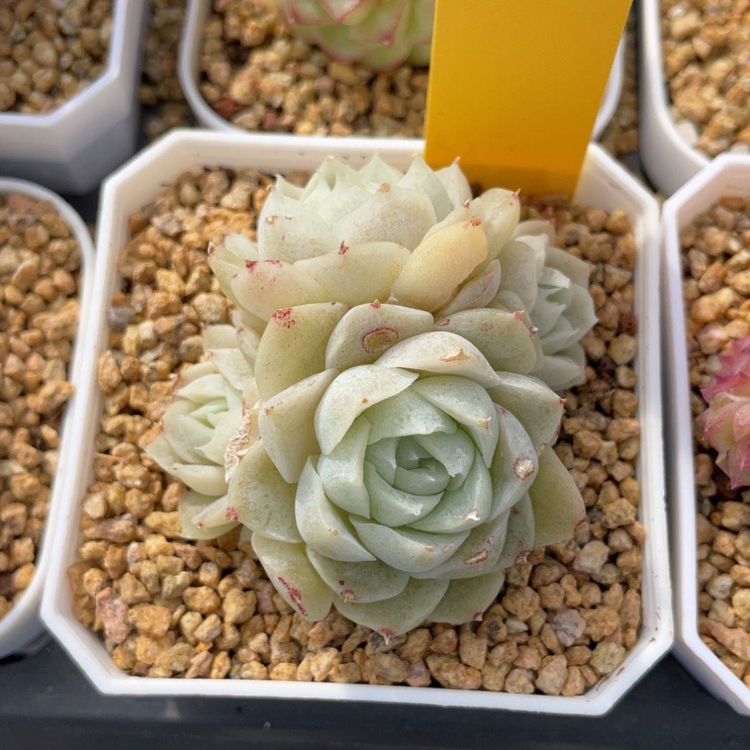 k***n优选白底圆包女王2040