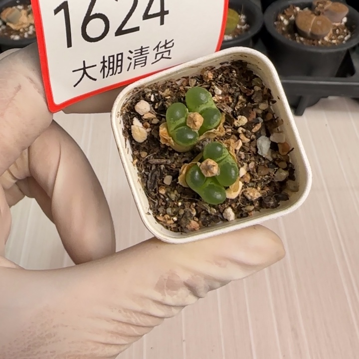 1624大棚清仓大捡漏