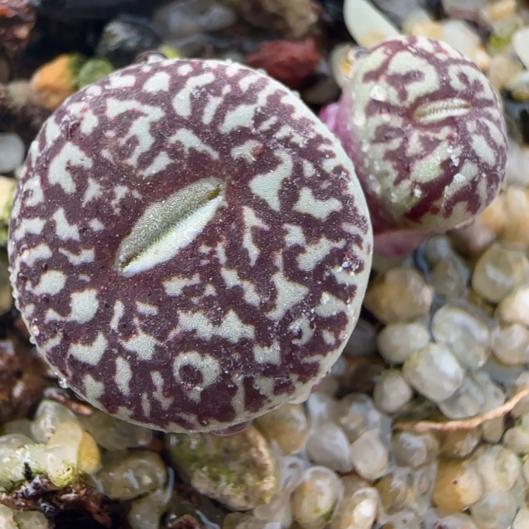 2.6号多肉超墨21号