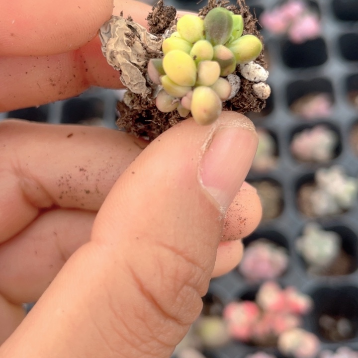 一物一拍满18包邮