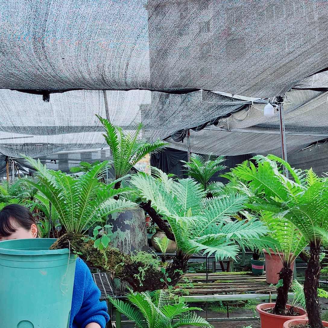 桧***装无花朵精品老桩富贵蕨直播间盆景