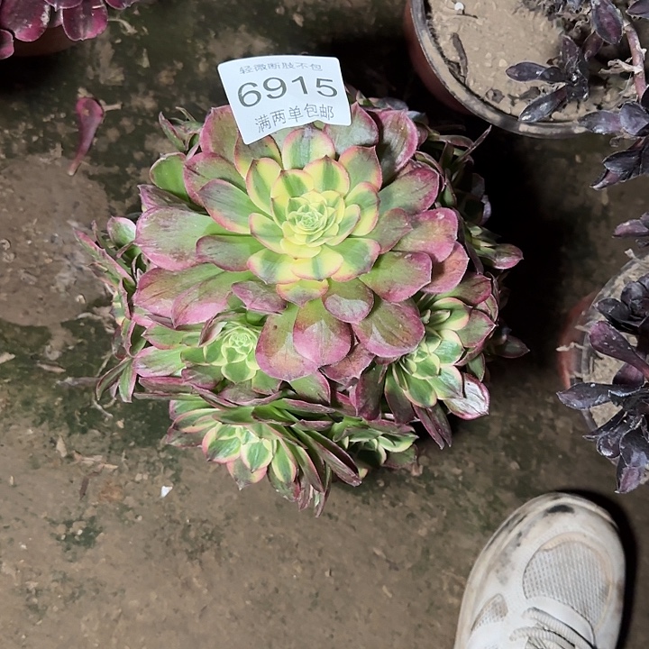 6915粉海王多肉植物