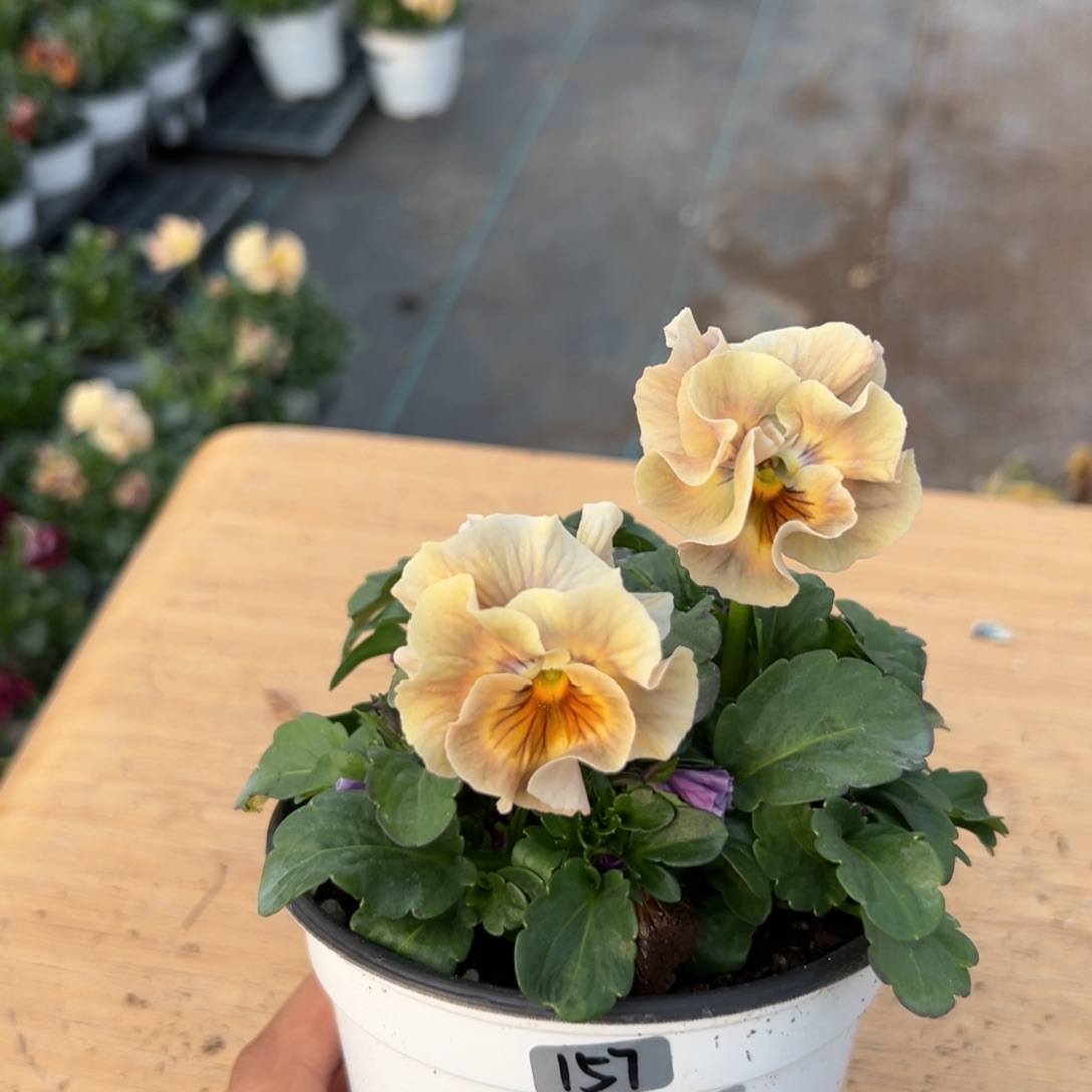 红陶抖音直播闪拍157