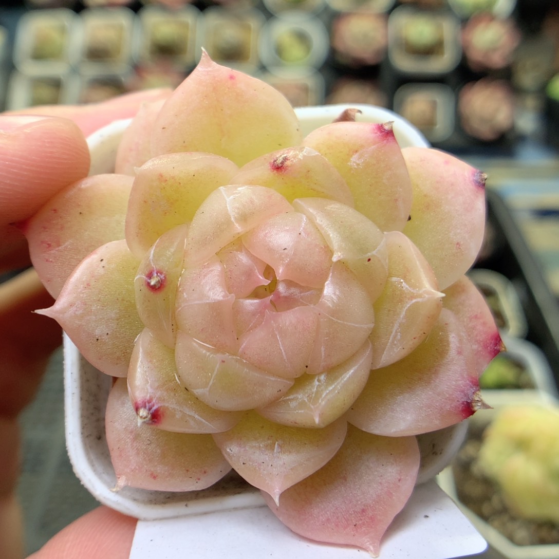 Q9优选麦杆珍妮，20包邮两天凑单偏远地区不发货