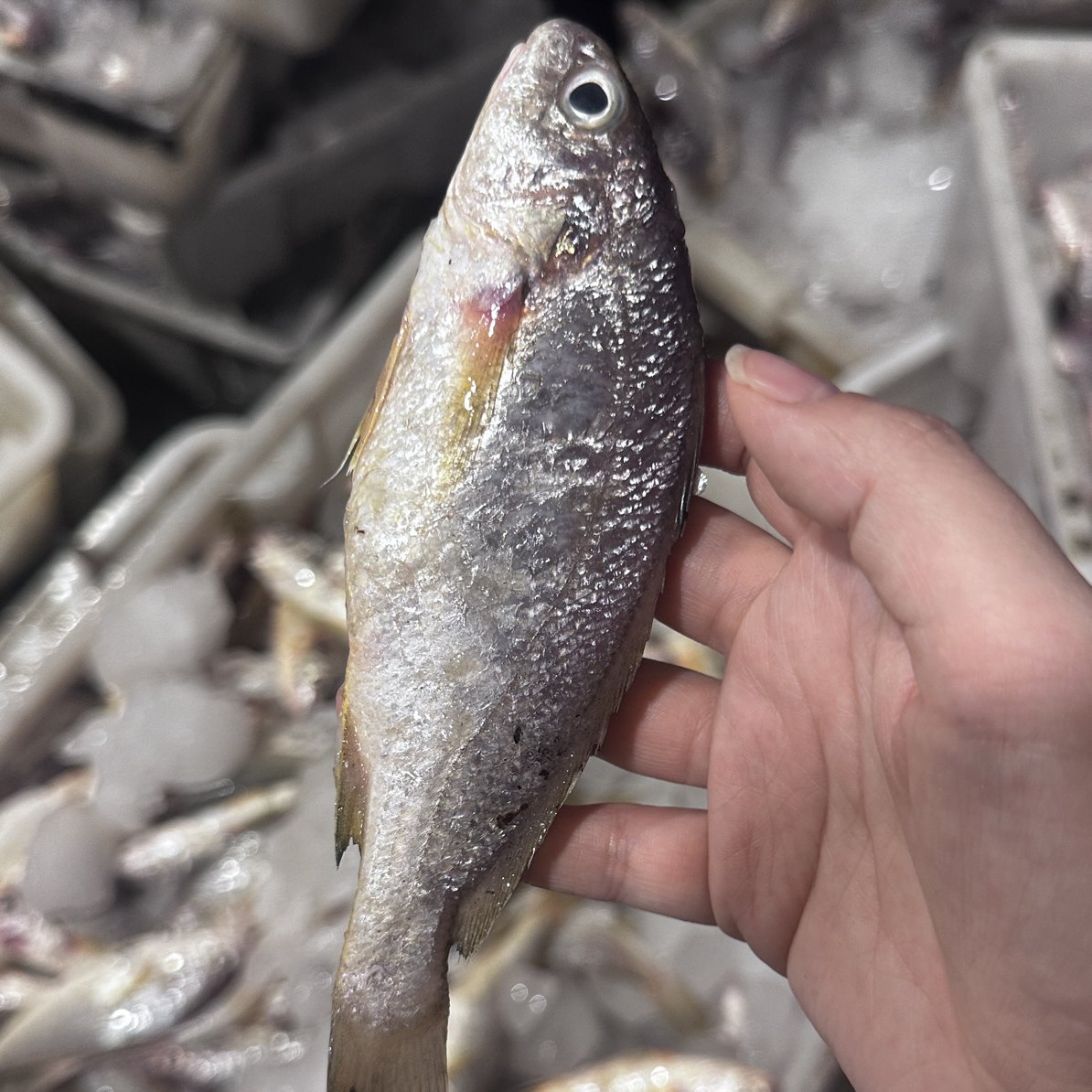 【东海野生白果子鱼4斤】深海海捕野生白果子鱼【顺丰冷链包邮】