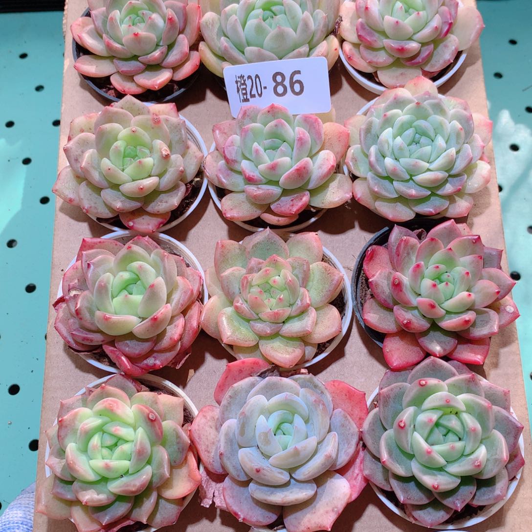 20-86一物一拍多肉带盆18颗