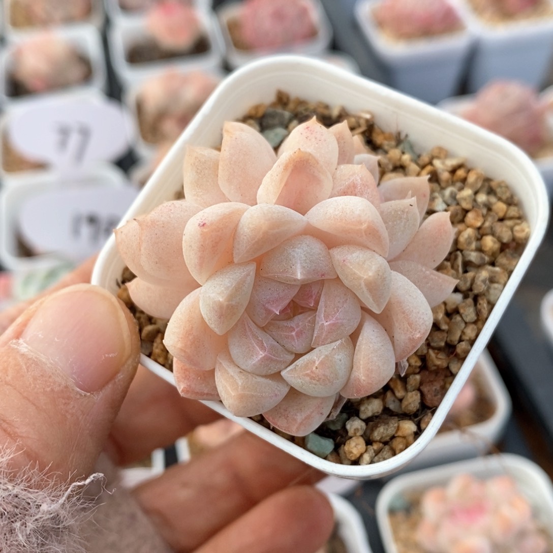 精品多肉一物一拍206