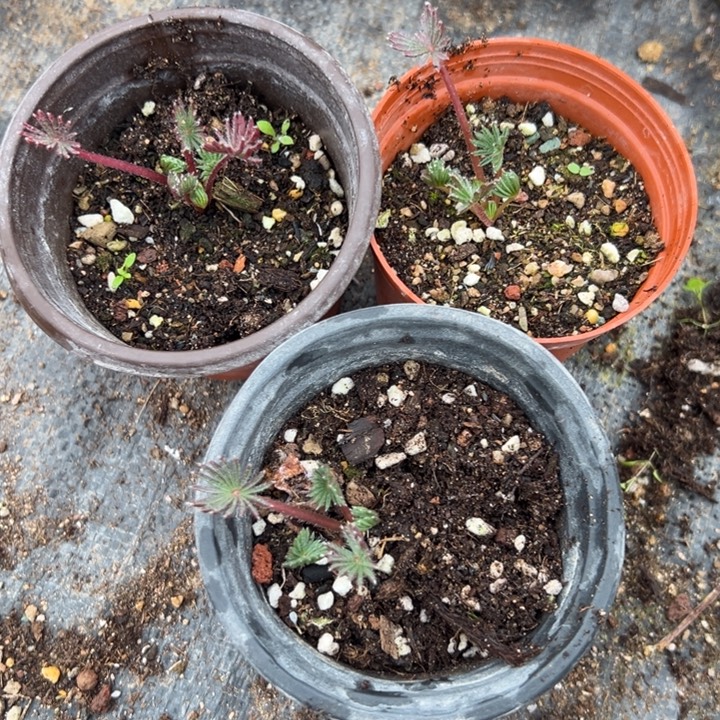 三颗棕榈，脱土发货