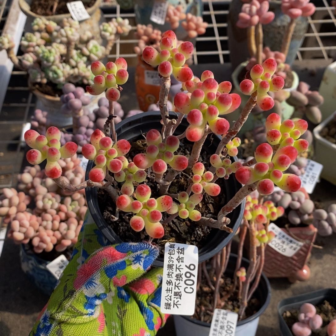 乙女心096/10cm散