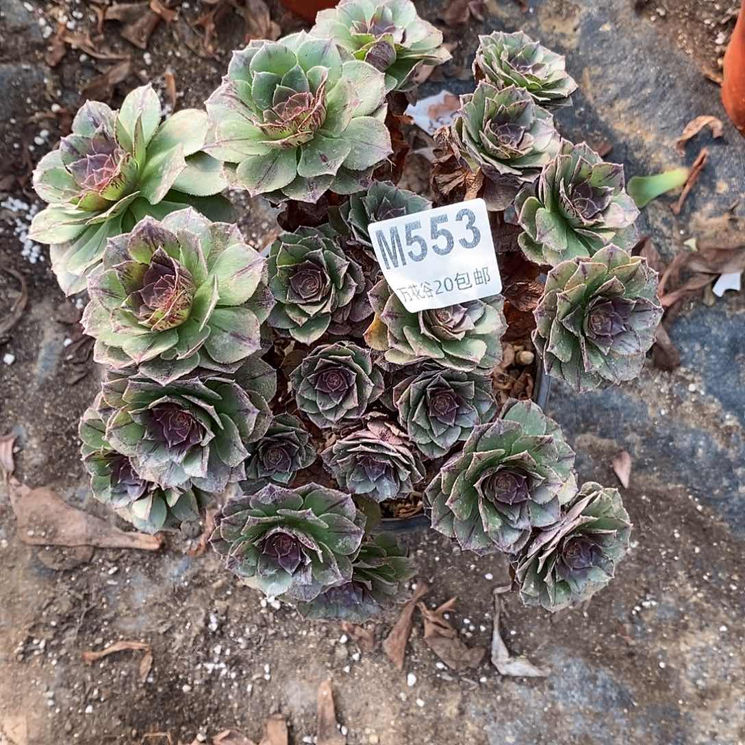 553万拉丝多肉植物