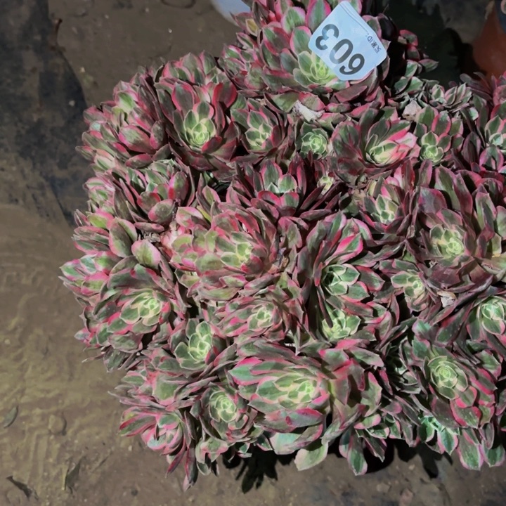 603玉芙蓉多肉植物不售后