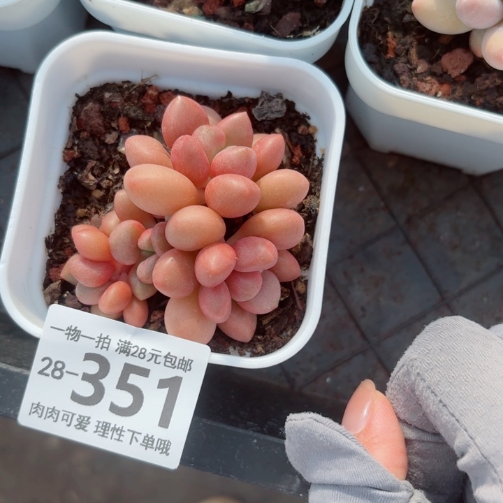 先锋派多肉多肉植物多肉多肉多