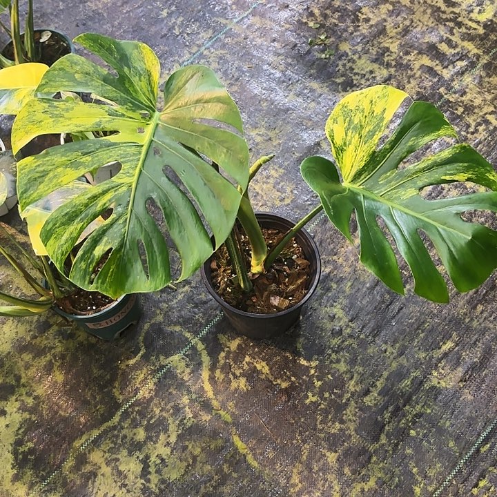 七***）完全开放黄龟龟背竹