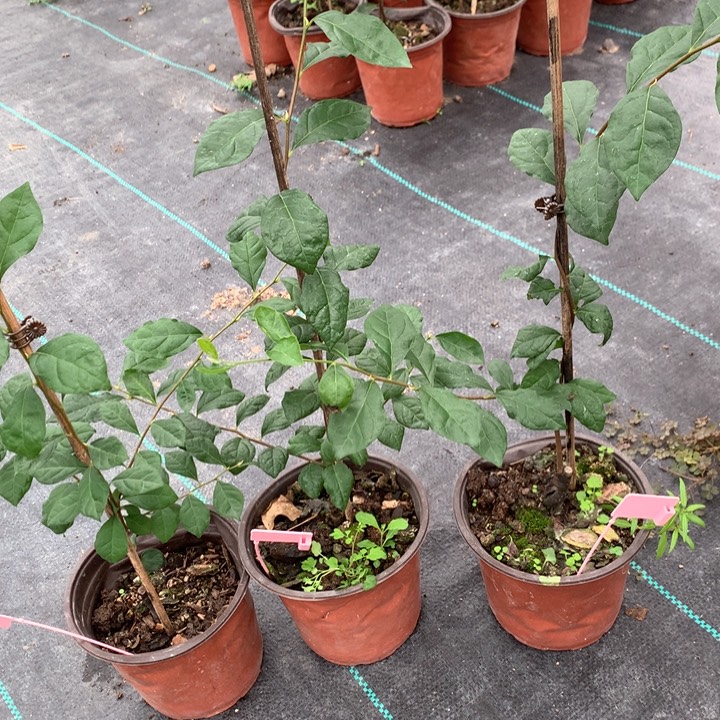 完全开放龙游天下嫁接苗28.8