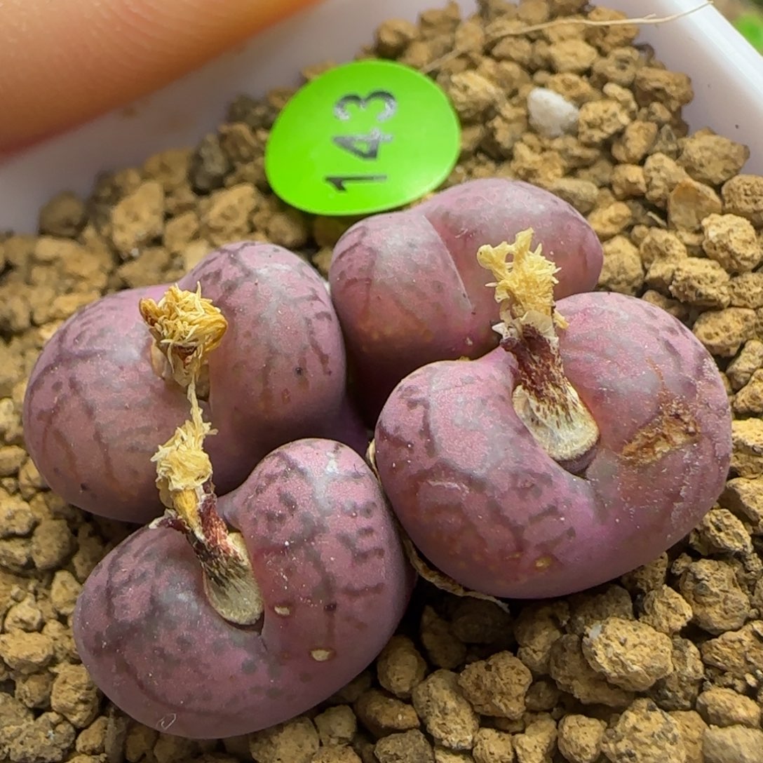 杂交漂亮多肉植物143