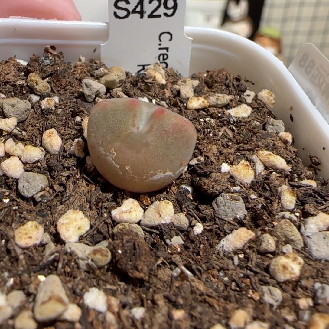 用***3肉锥多肉植物组合-195