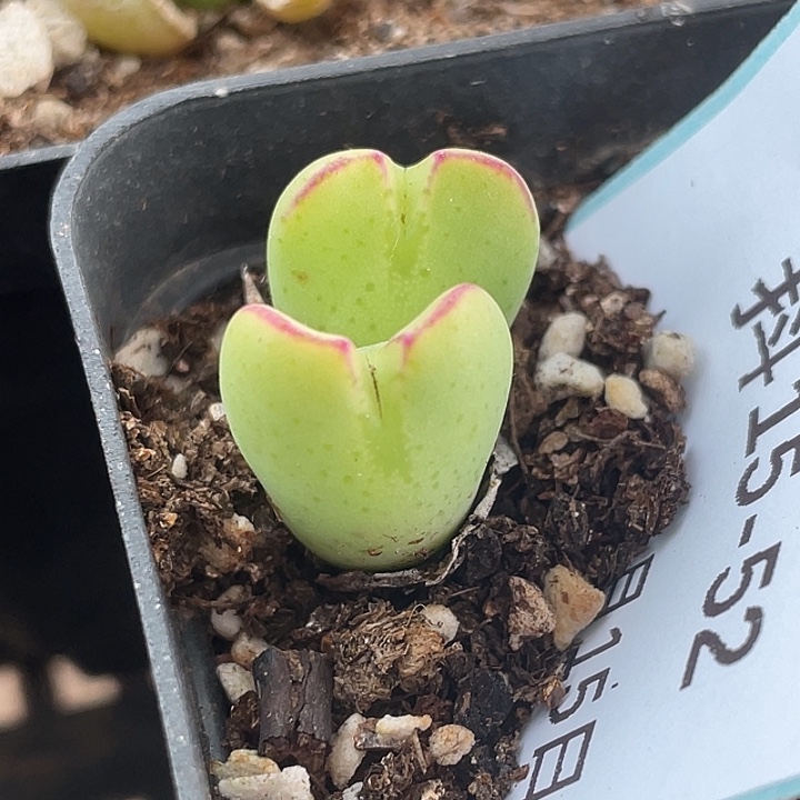 15-52将多肉植物肉锥