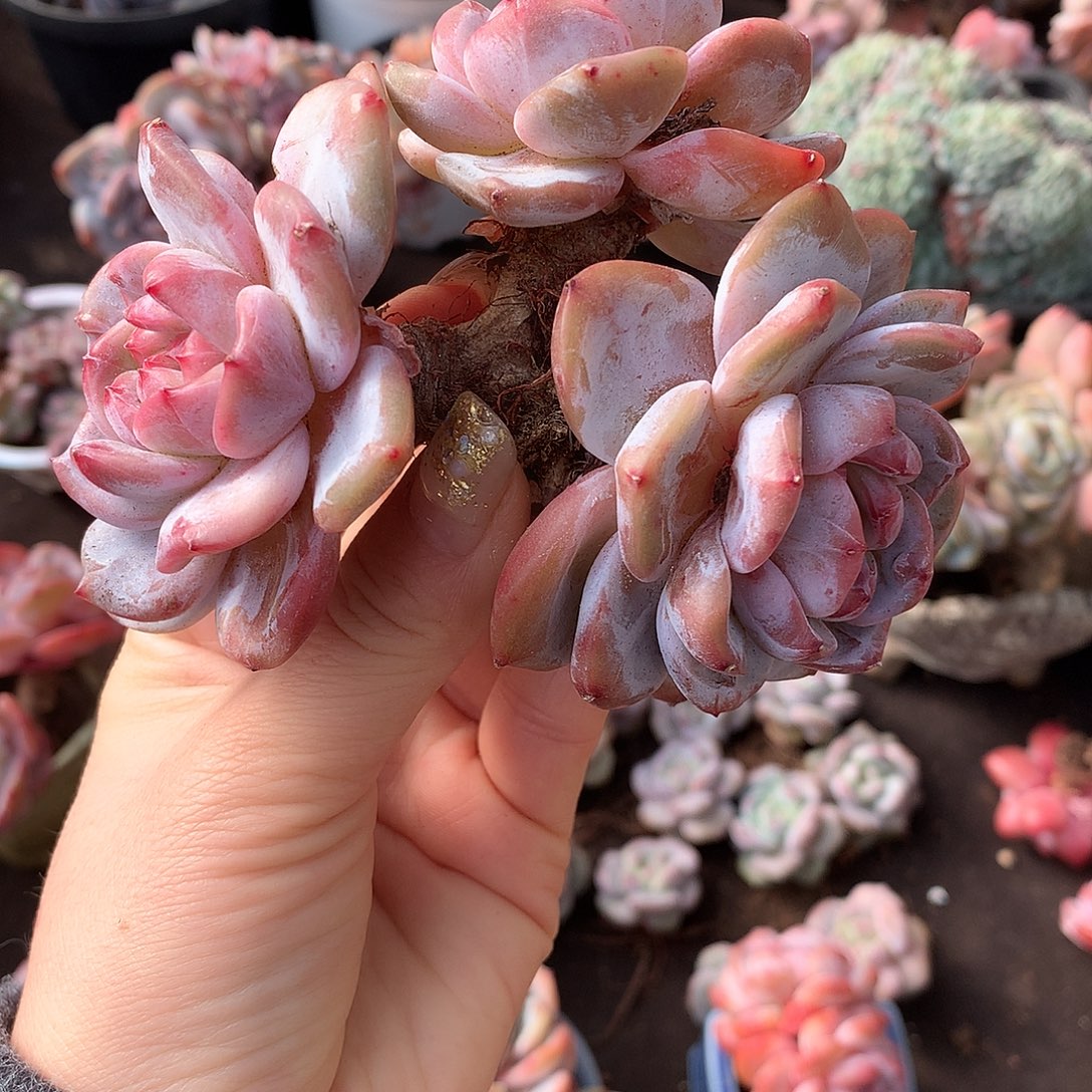 哈哈哈哈哈哈哈石榴籽