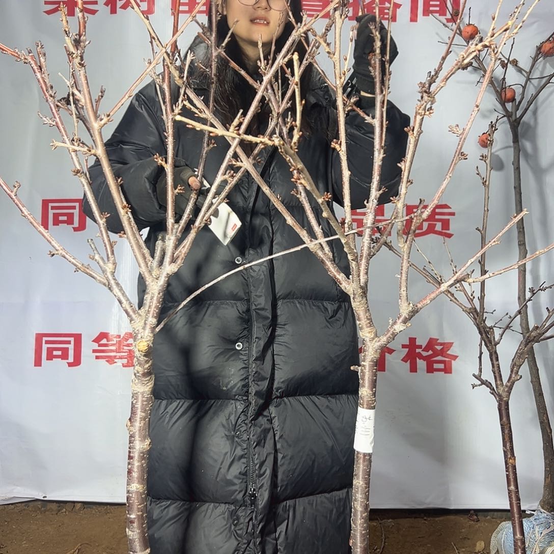 不***谁车厘子一树一树直播间