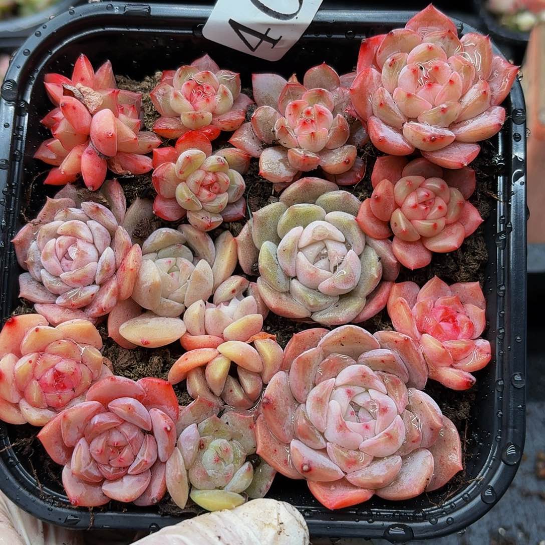 多肉植物多肉植物409