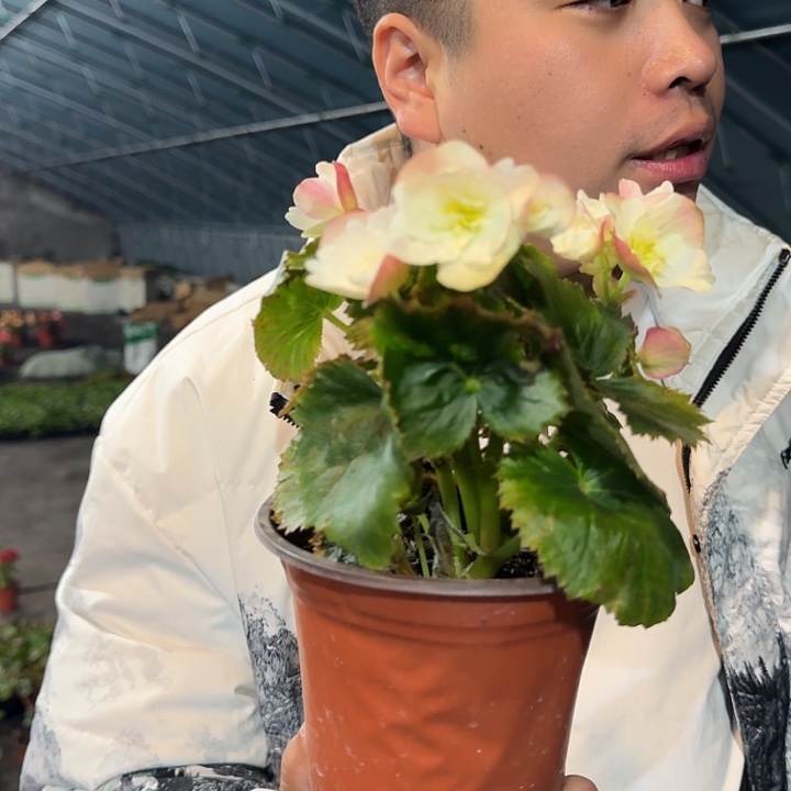 阿***嘚全部花苞飞翔绿丽格