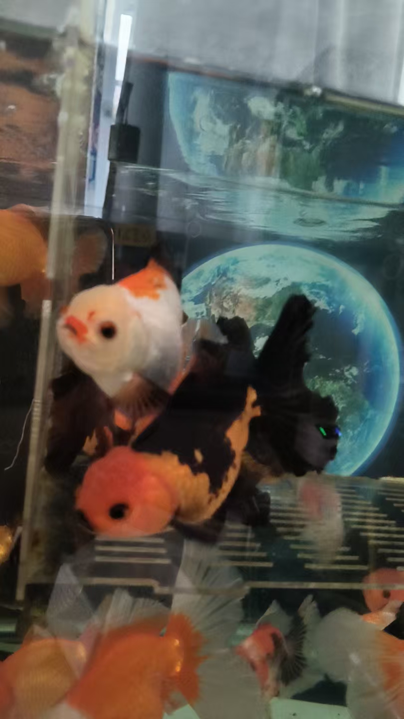 精品的泰狮金鱼看看来来来路子兔子大百褶