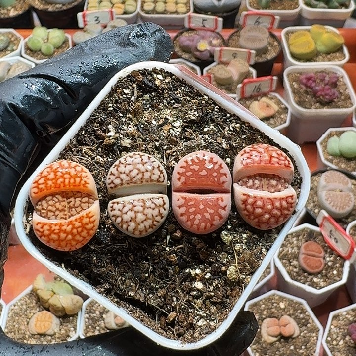 生石花233:：：。  206