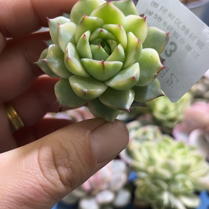 03法比奥拉腹轮锦炸多肉