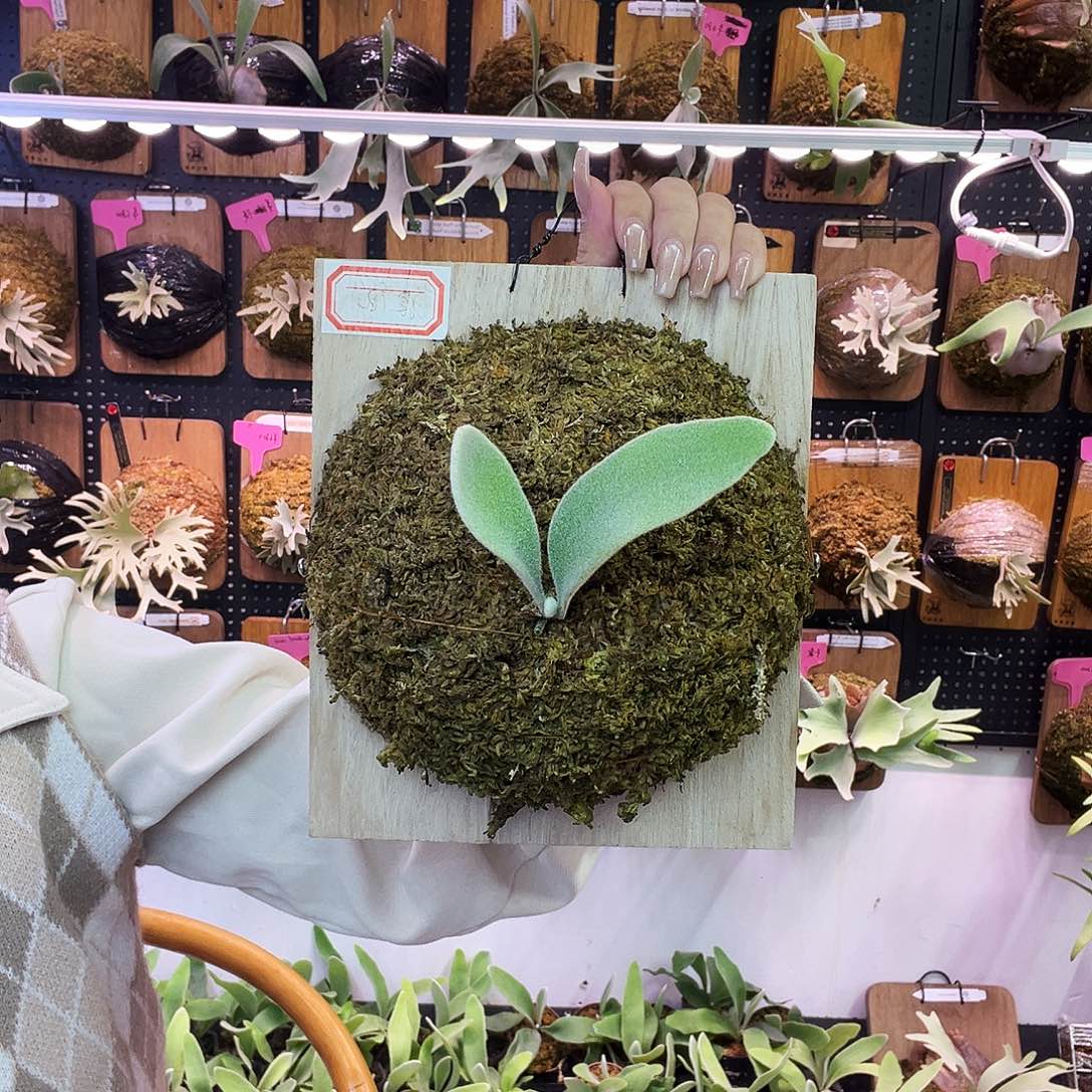 立叶银鹿鹿角蕨。  