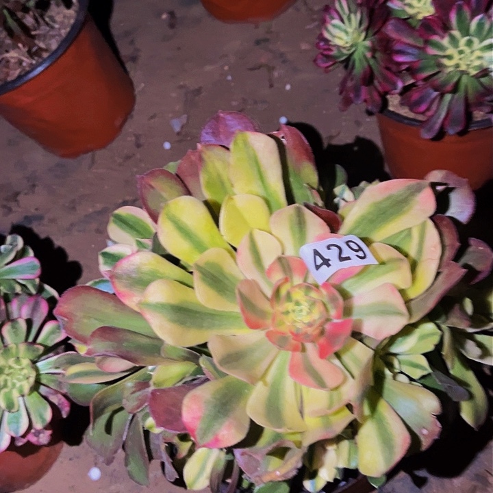 429香妃多肉植物处理不售后