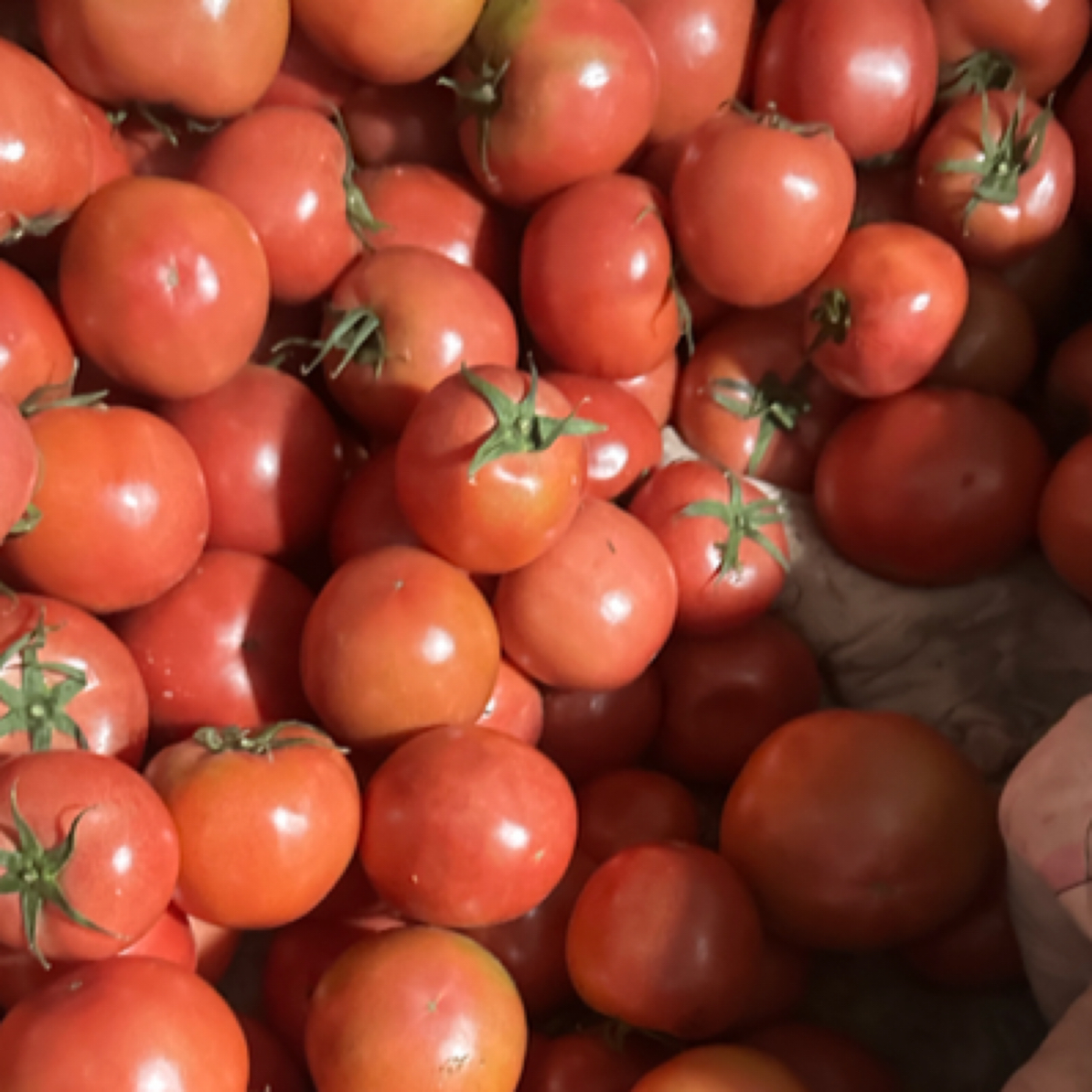 河北足迹自家种植水果西红柿口感酸酸甜甜生吃口感非常好