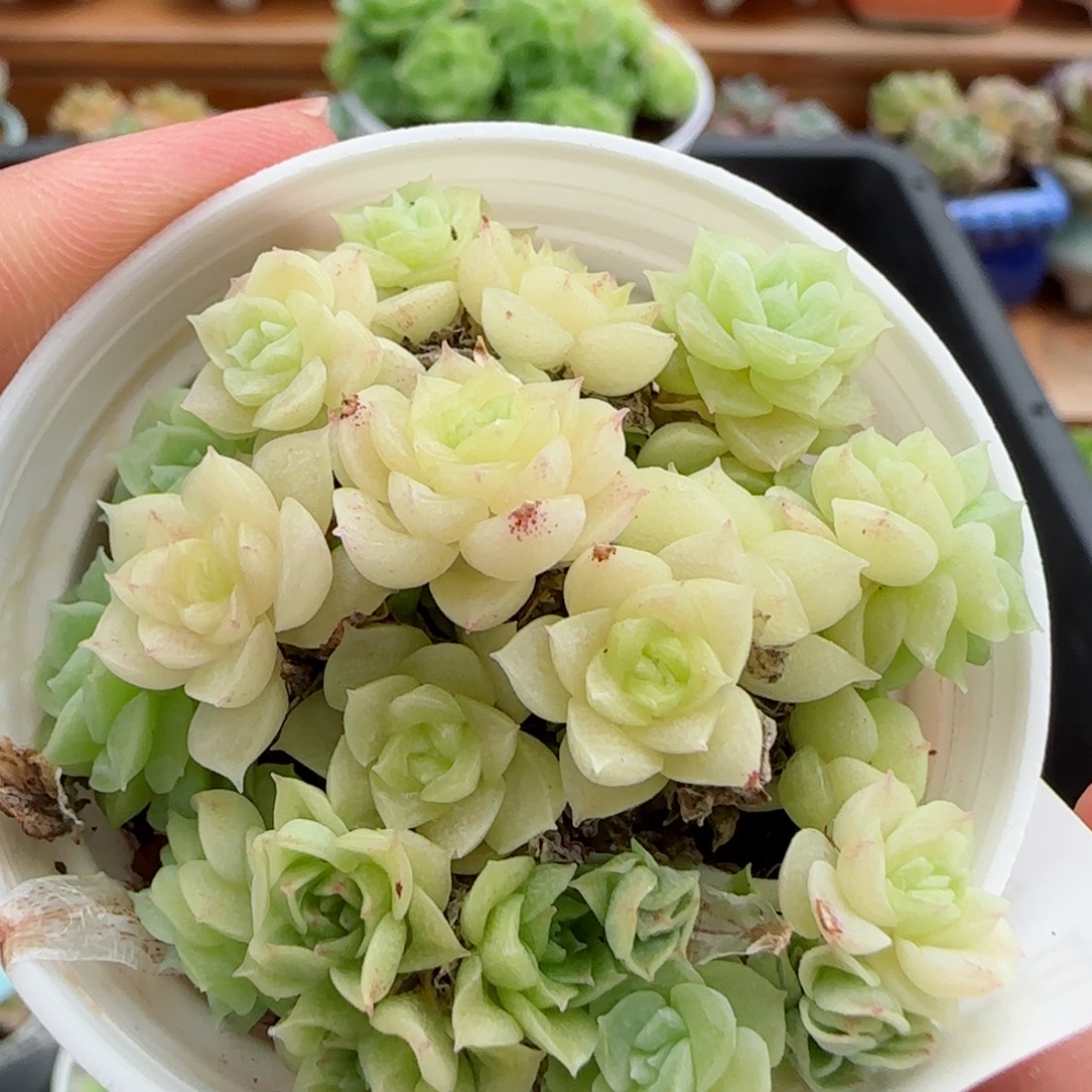 花语逸镜0825-73有消耗散