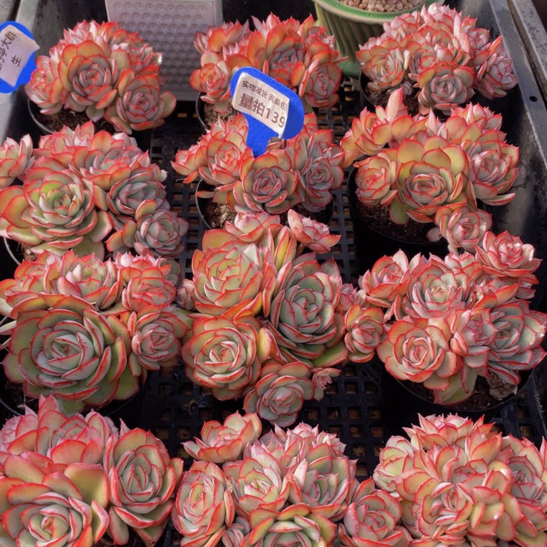 量拍139号 牡丹亭大群生一个