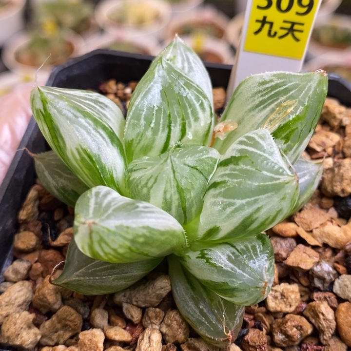 509号三仙寿锦多肉植物