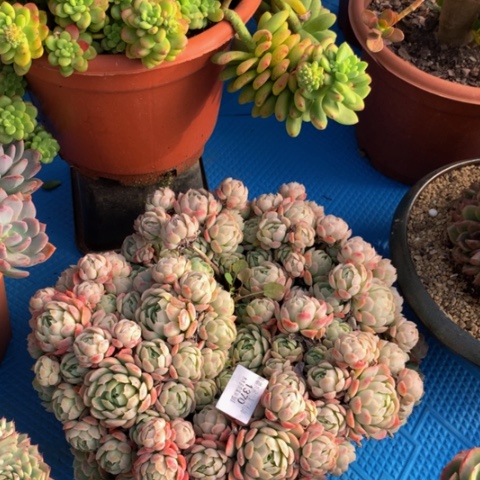 慢***?1370包肉多肉