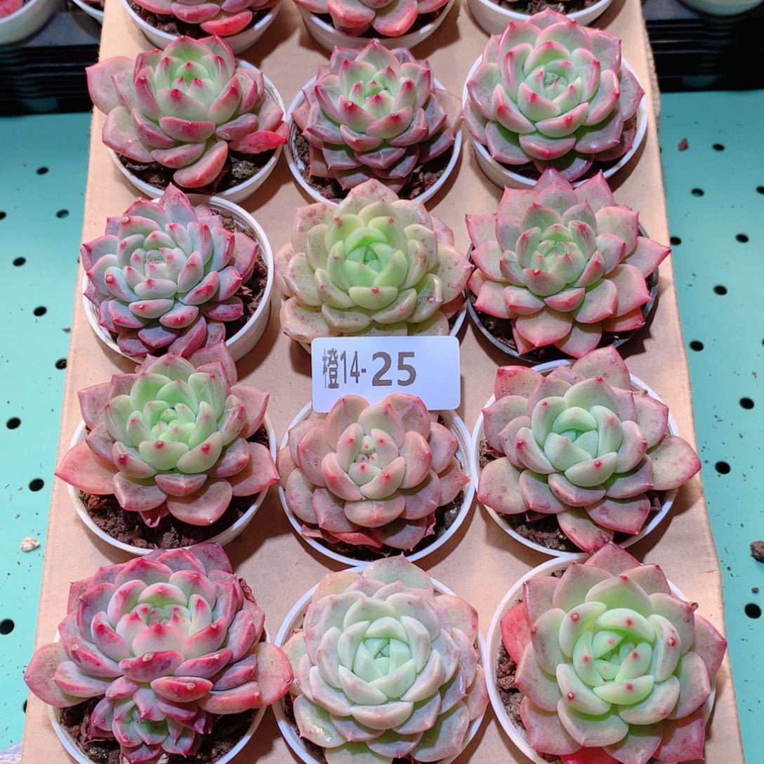 14-25一物一拍多肉带盆18颗