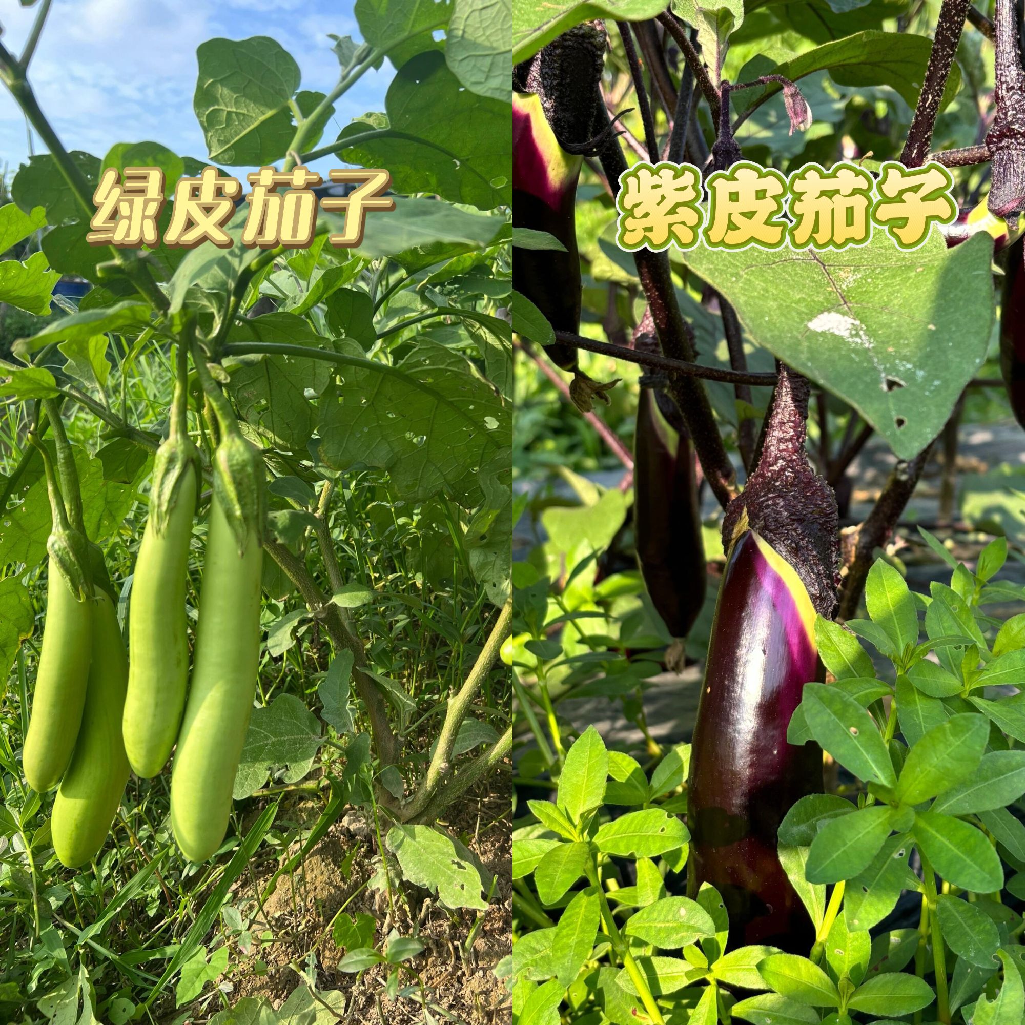 【本地茄子】湖南茶陵农家自种茄子现摘当季新鲜蔬菜