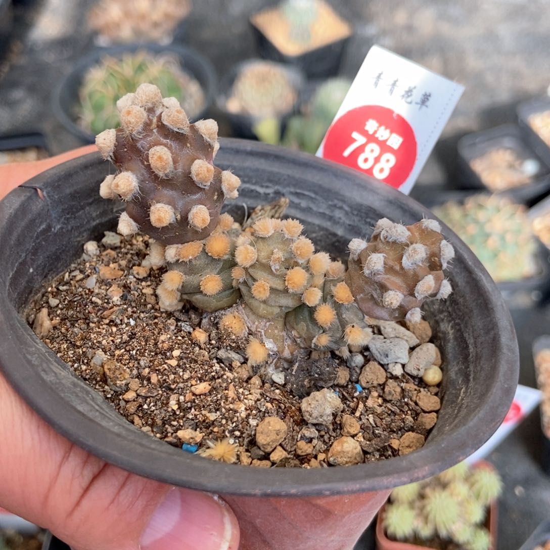 有疤硝壶团扇群一颗仙人球