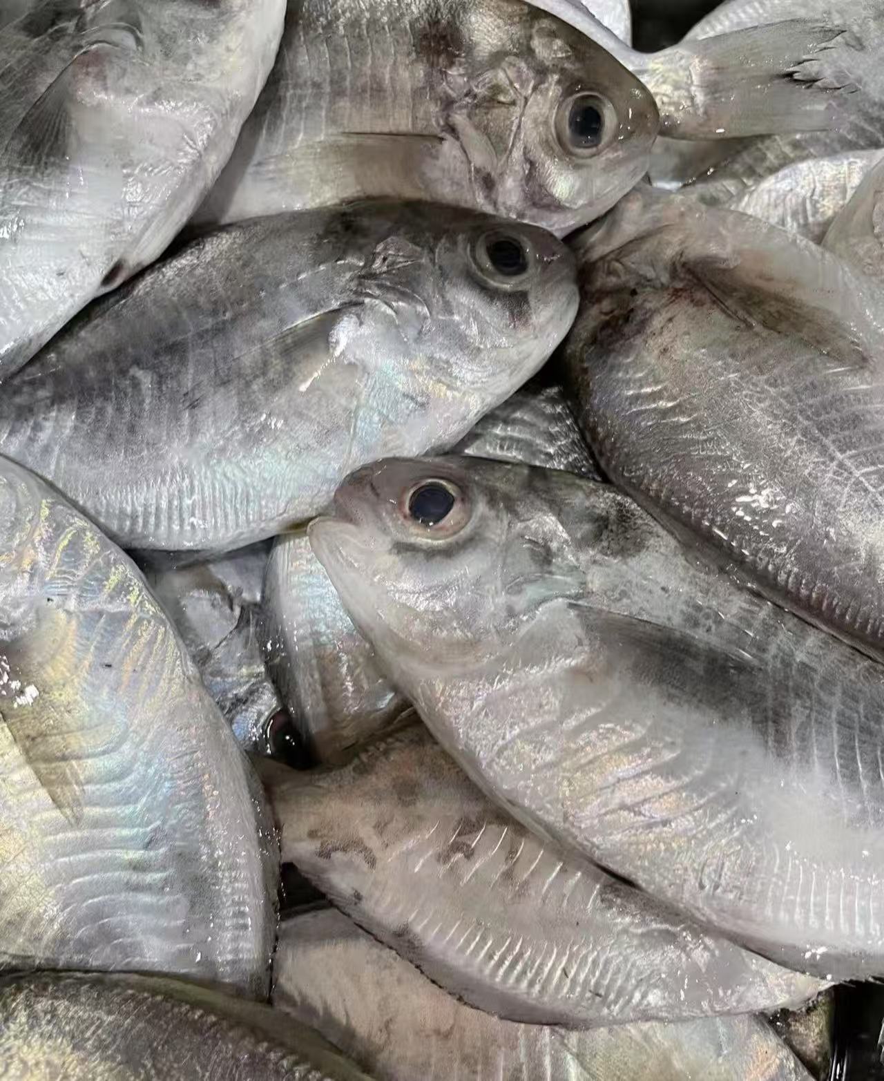 肉鲳  小周象山石浦 3斤