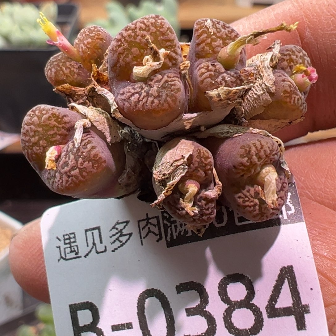 多肉植物111111111111