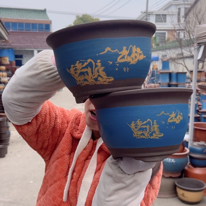 21+21蓝色三角金钟花盆花盆