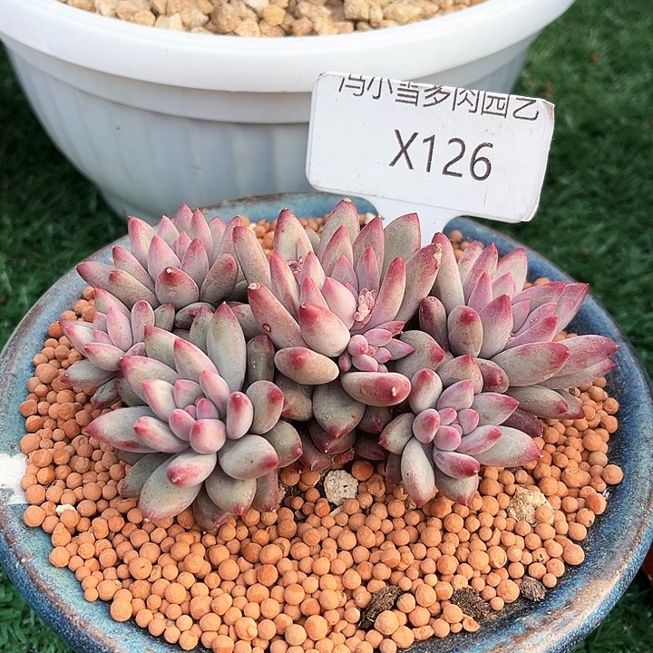 我是第一百个为妖刀应援滴打酱油