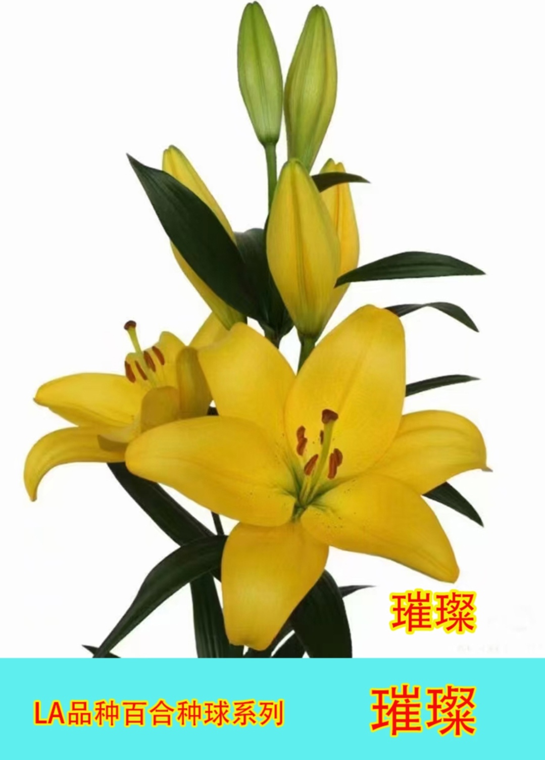 LA百合花璀璨3颗