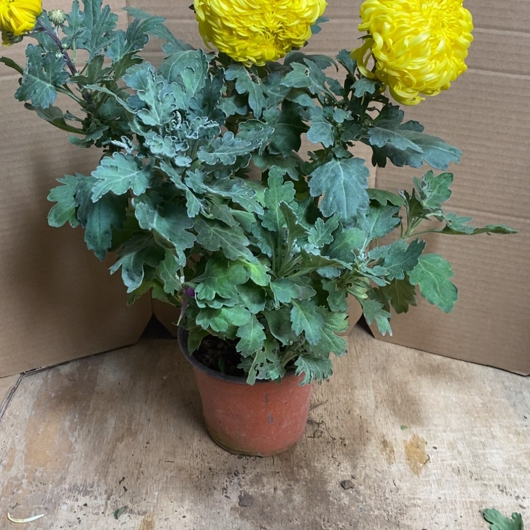 完全开放000000672