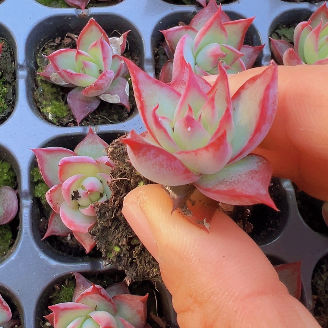 窄叶惊鸿仙子苗5颗