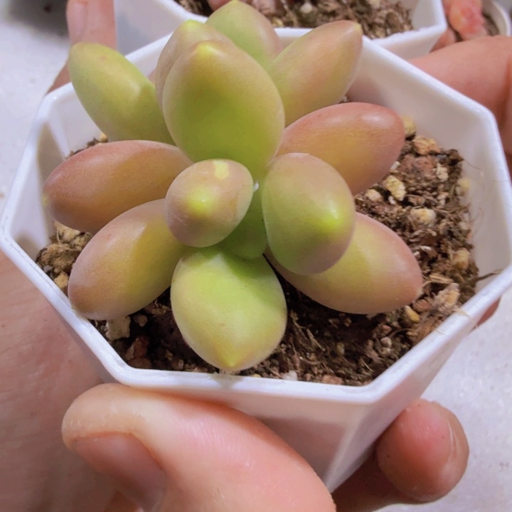 芒果奶酪一颗福利