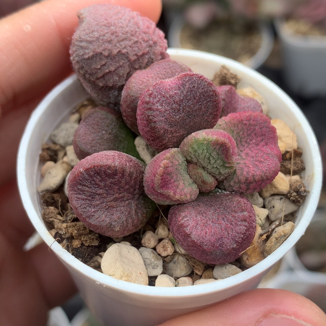 夏娃 多肉植物水泡