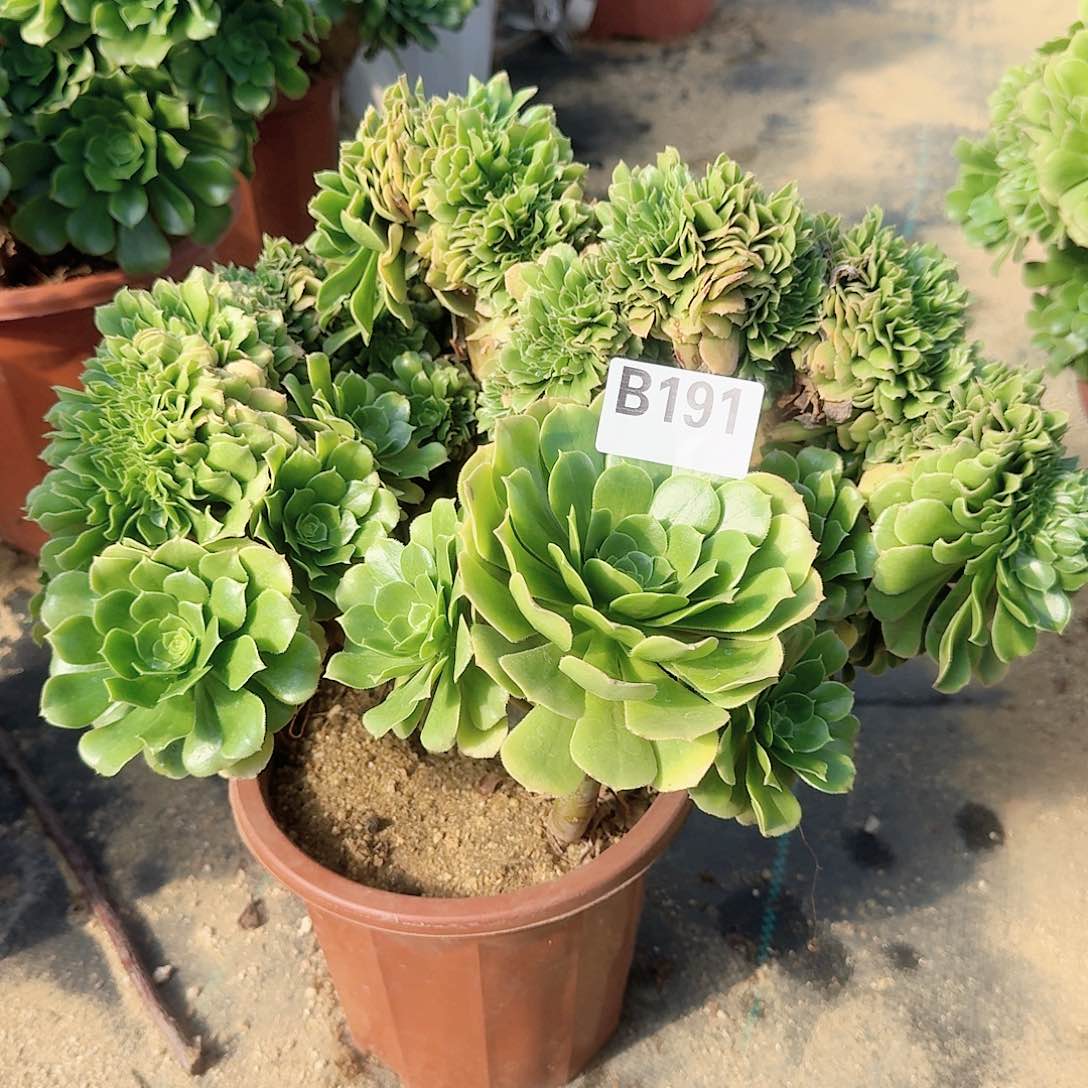 191绿缀一颗呀呀