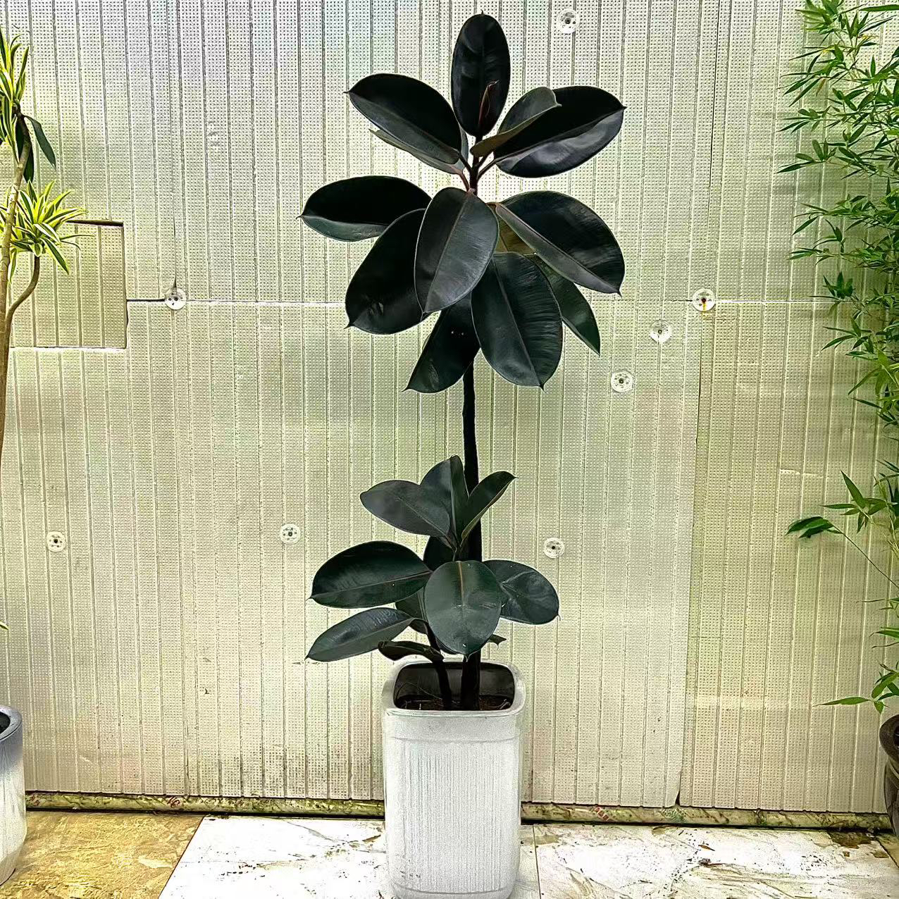 黑金刚橡皮树1盆